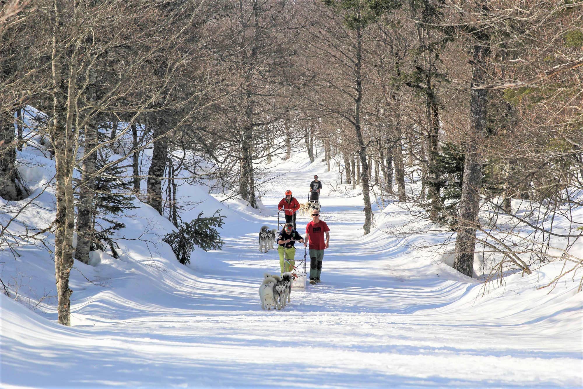 Chiens de traîneau avec Mushers LPSM